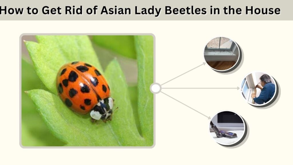 How to Get Rid of Asian Lady Beetles in the House