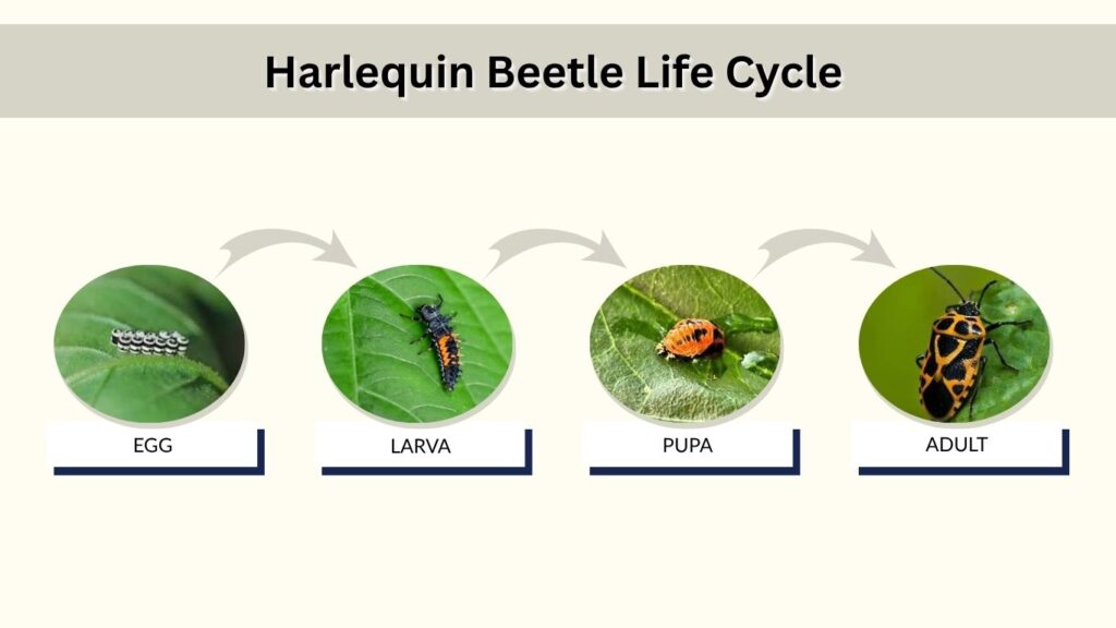 Harlequin Beetle Life Cycle
