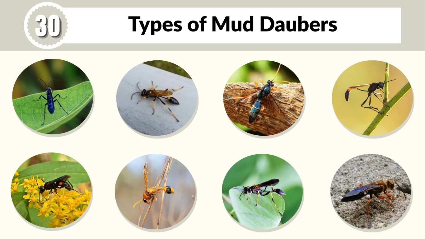 30 Types of Mud Daubers: Identification, Habitat, and Facts