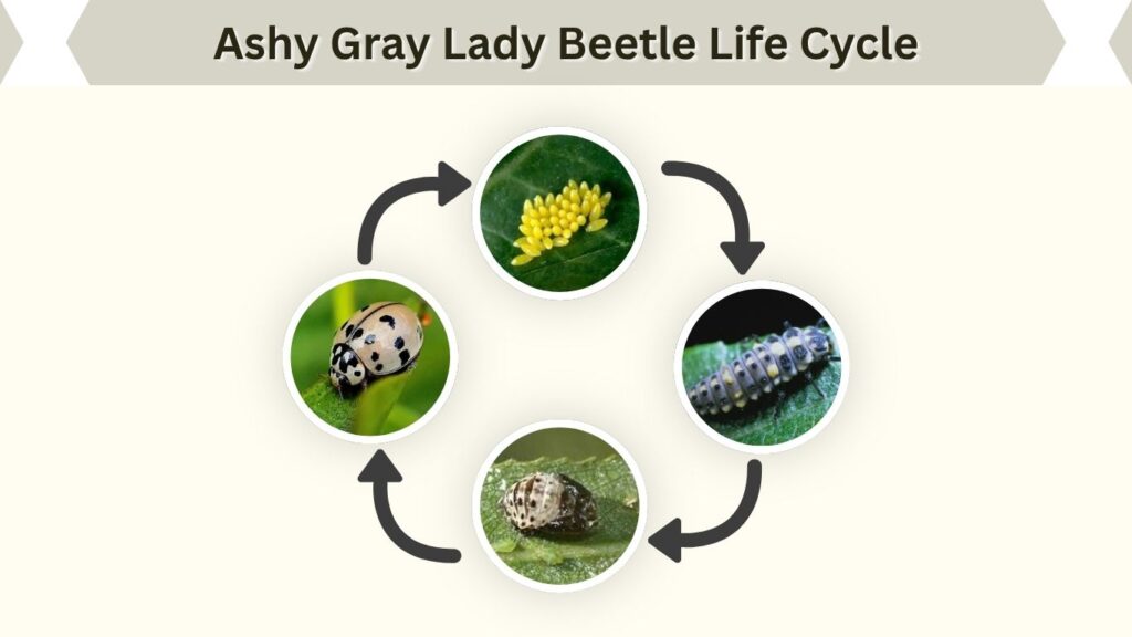 Ashy Gray Lady Beetle Life Cycle