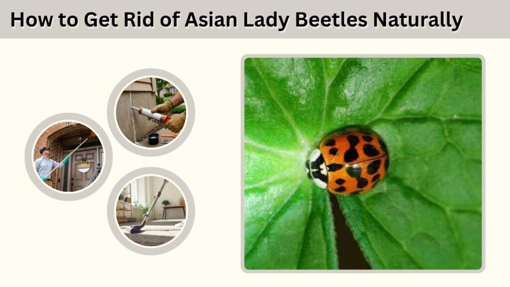 How to Get Rid of Asian Lady Beetles Naturally