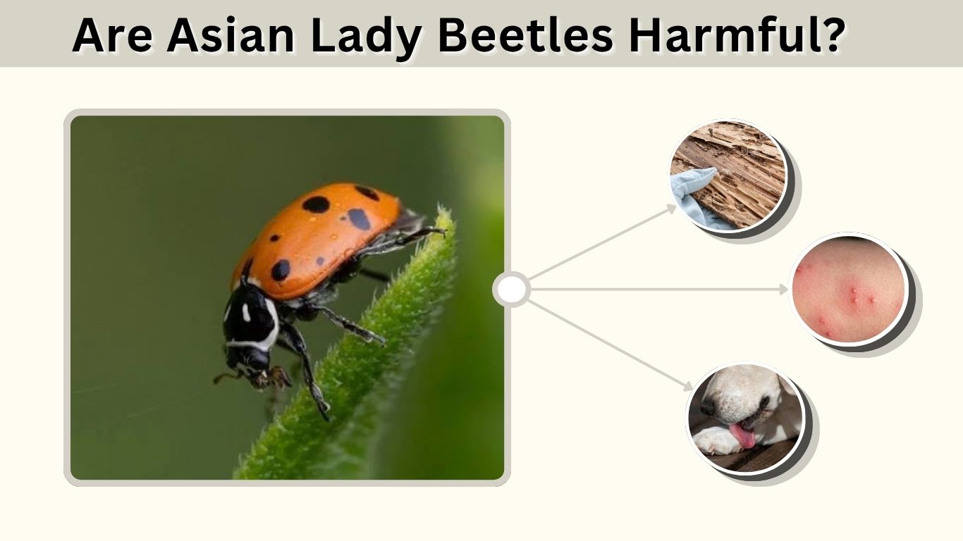 Are Asian Lady Beetles Harmful? Humans, Pets & Plants