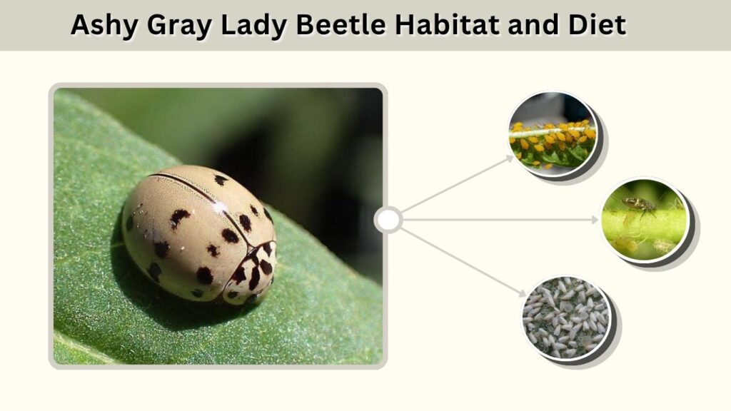Ashy Gray Lady Beetle Habitat and Diet