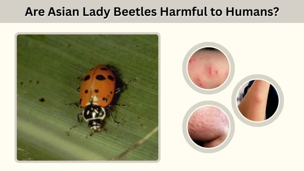 Are Asian Lady Beetles Harmful to Humans?