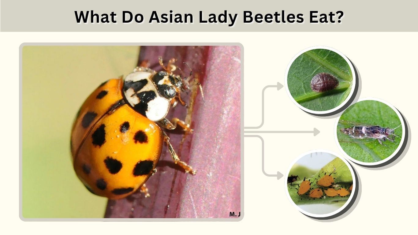 What Do Asian Lady Beetles Eat? 10 Best Foods Explained