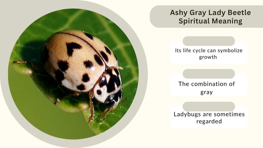 Ashy Gray Lady Beetle Spiritual Meaning
