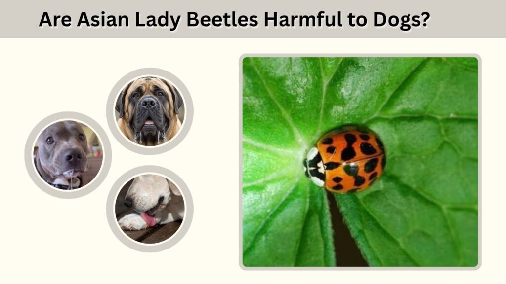 Are Asian Lady Beetles Harmful to Dogs?