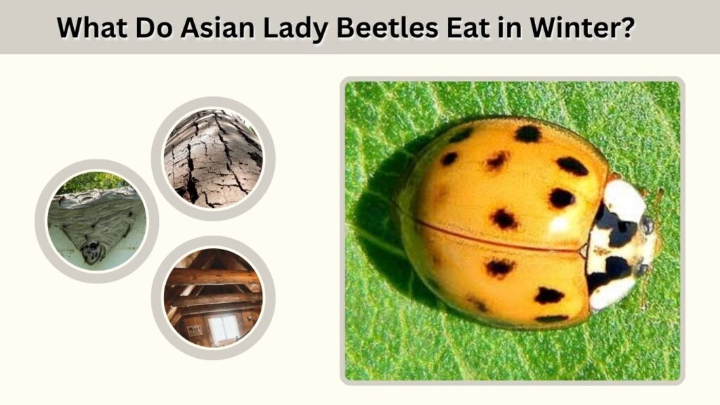 What Do Asian Lady Beetles Eat in Winter?