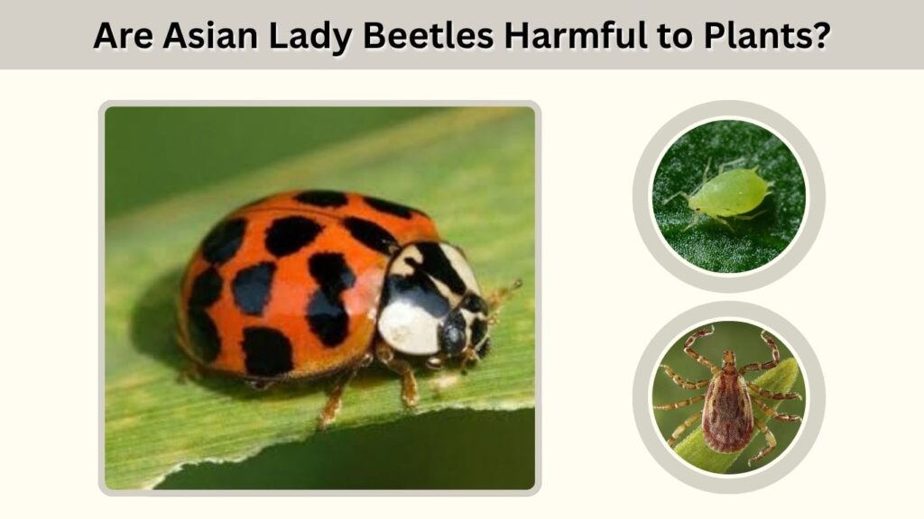 Are Asian Lady Beetles Harmful to Plants?