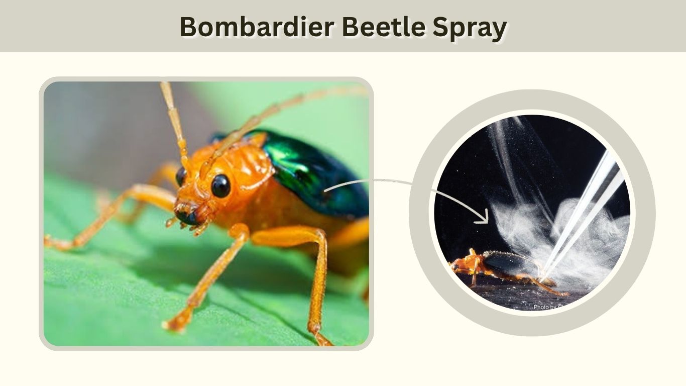Bombardier Beetle Spray: Temperature, Effects & Safety