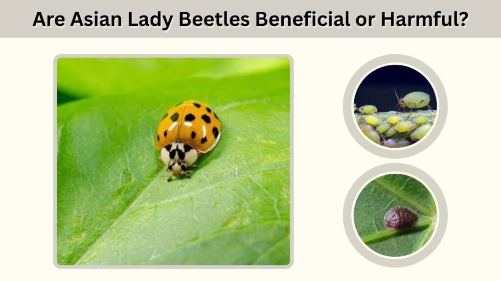 Are Asian Lady Beetles Beneficial or Harmful?