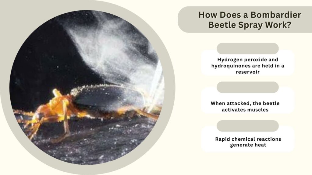 How Does a Bombardier Beetle Spray Work?
