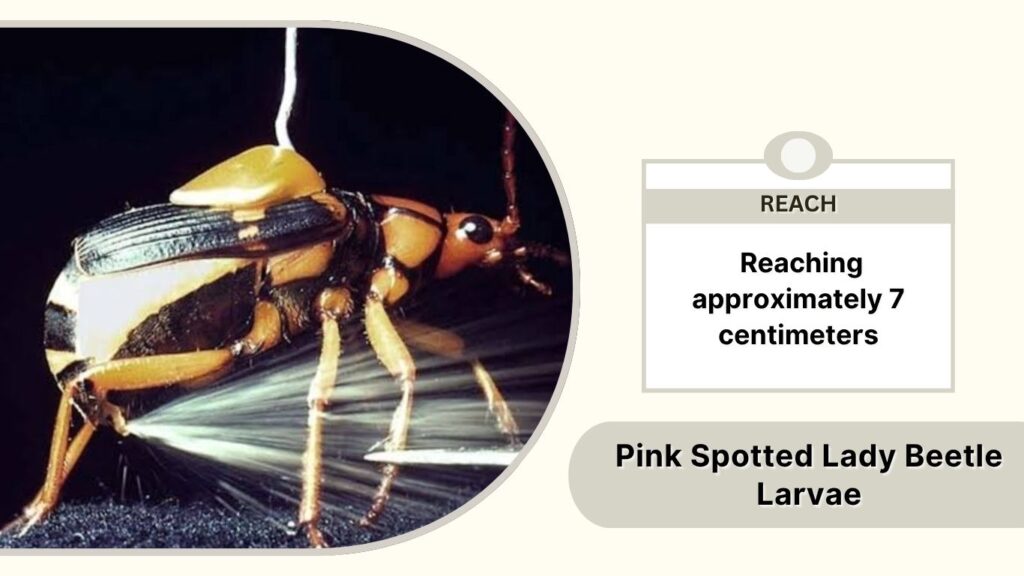 How Far and How Often Can Bombardier Beetles Spray?