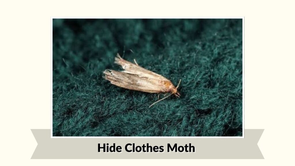 Hide Clothes Moth