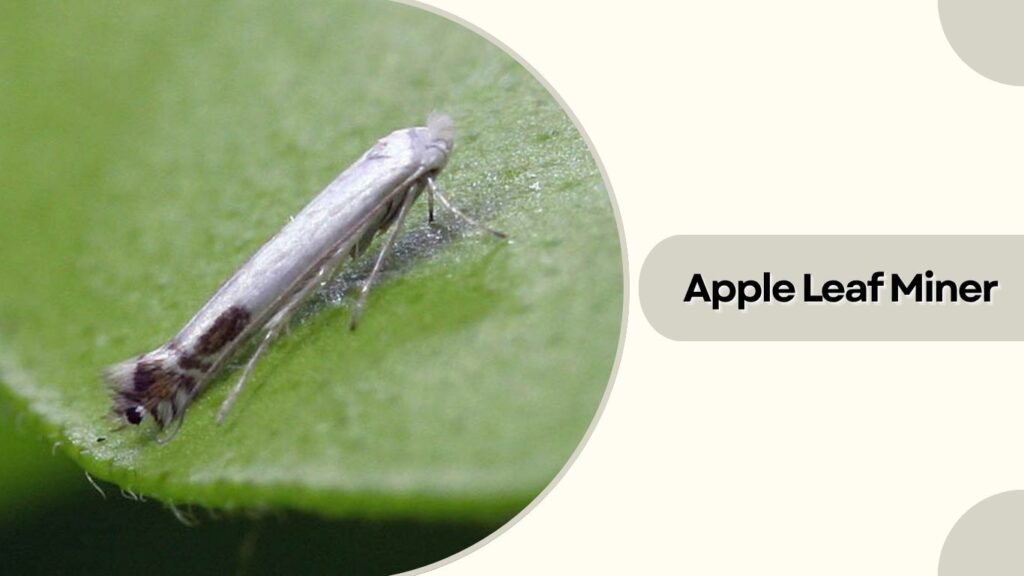 Apple Leaf Miner