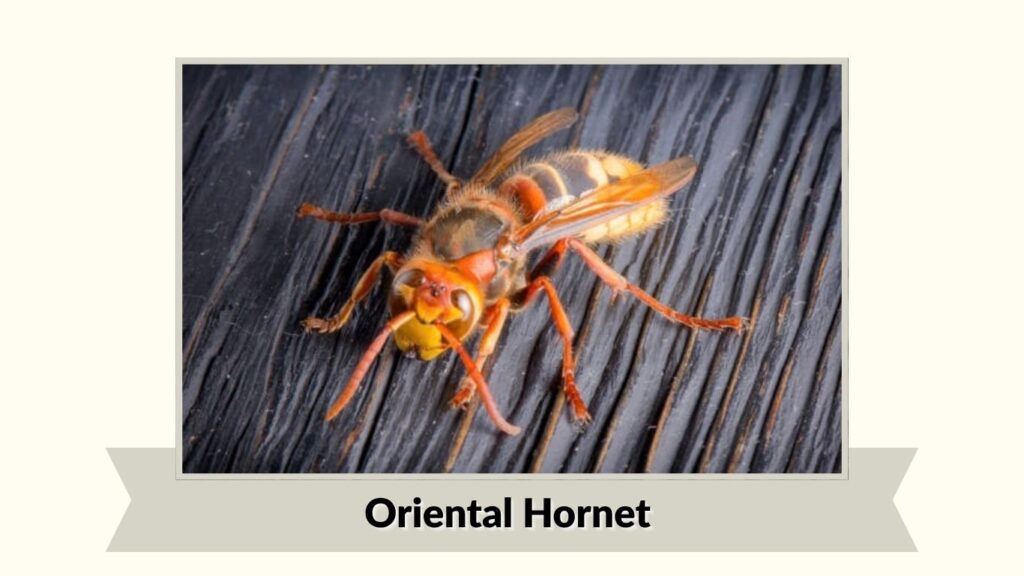 Oriental Hornet