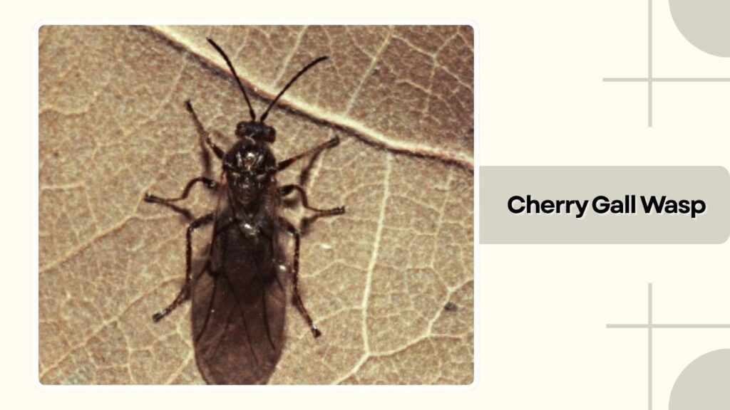  Cherry Gall Wasp