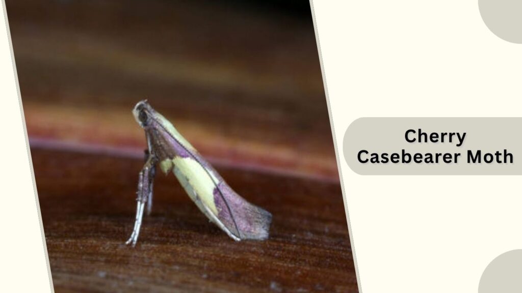 Cherry Casebearer Moth
