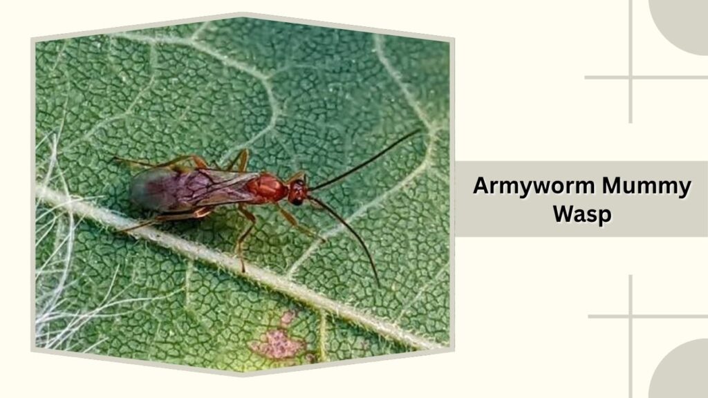 Armyworm Mummy Wasp