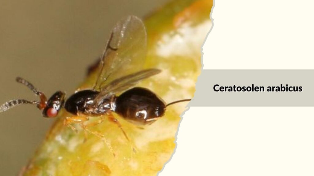 Ceratosolen arabicus