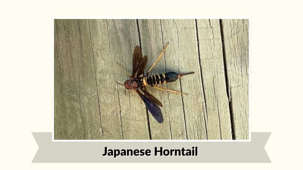 Japanese Horntail