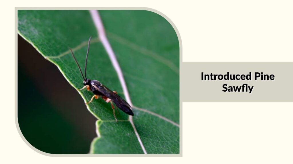  Introduced Pine Sawfly