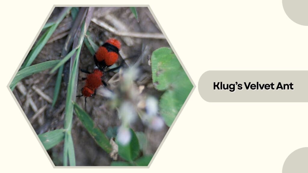 Klug's Velvet Ant