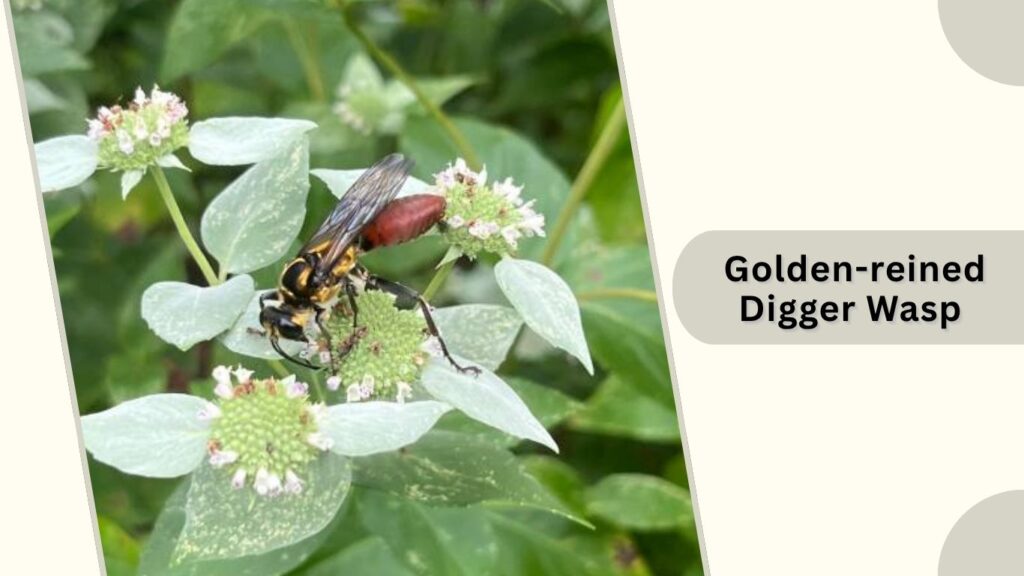 Golden-reined Digger Wasp