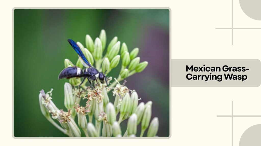 Mexican Grass-Carrying Wasp