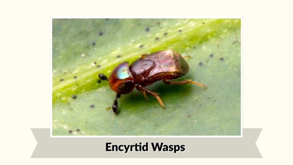 Encyrtid Wasps