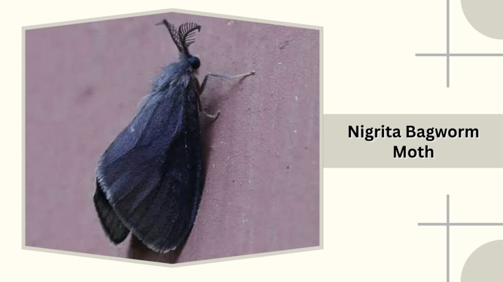 Nigrita Bagworm Moth