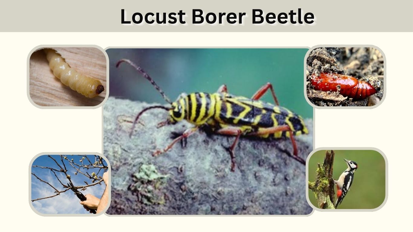 Locust Borer Beetle: Identification, Bite & Control