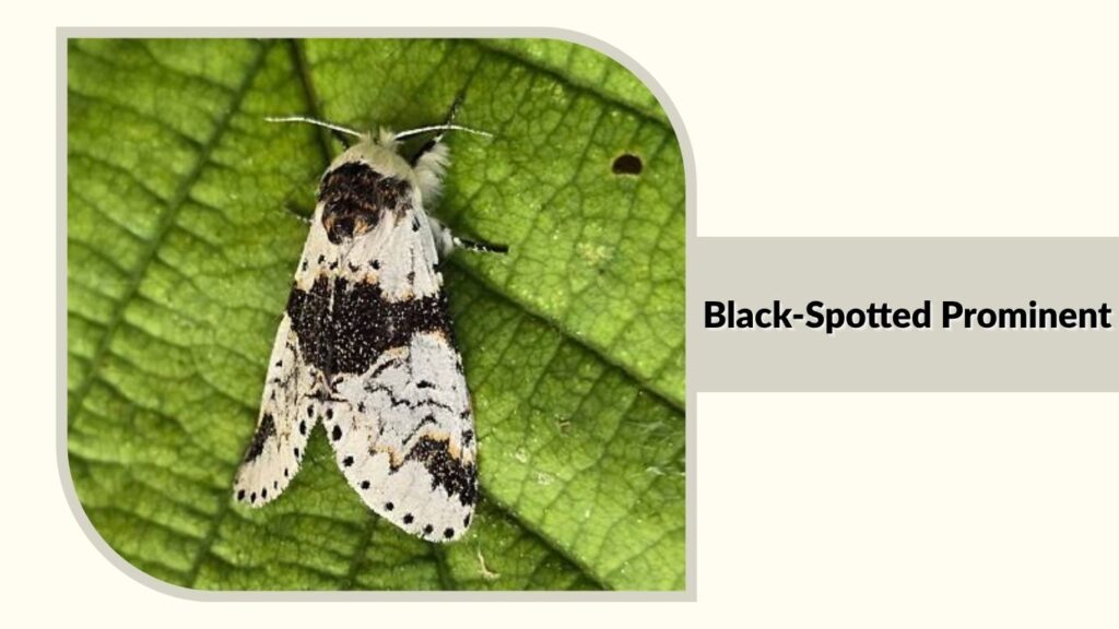 Black-Spotted Prominent