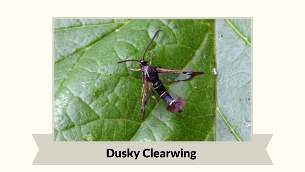Dusky Clearwing