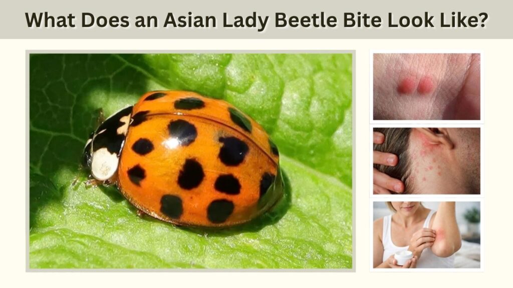 What Does an Asian Lady Beetle Bite Look Like?