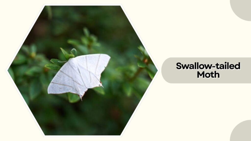  Swallow-tailed Moth