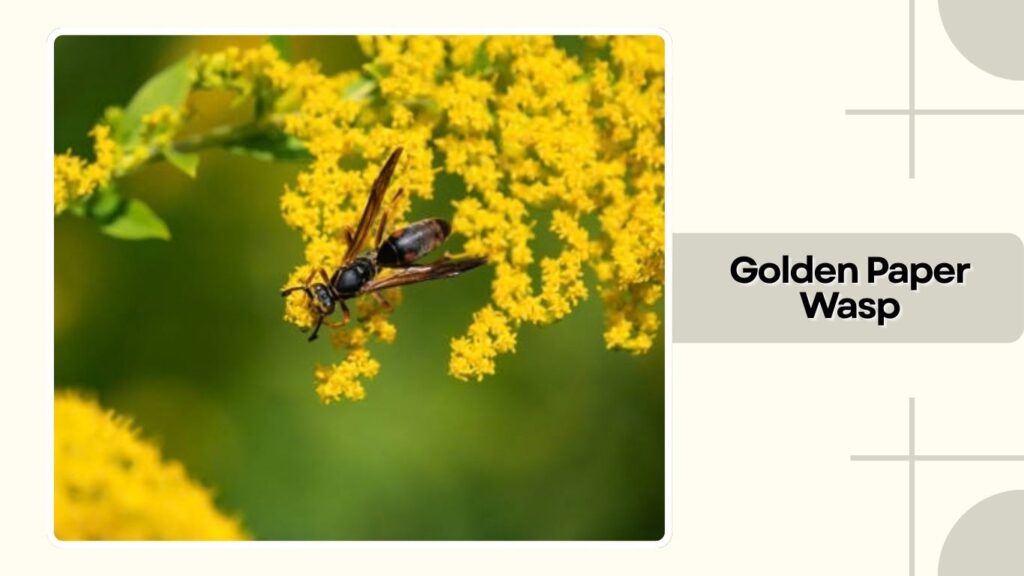 Golden Paper Wasp