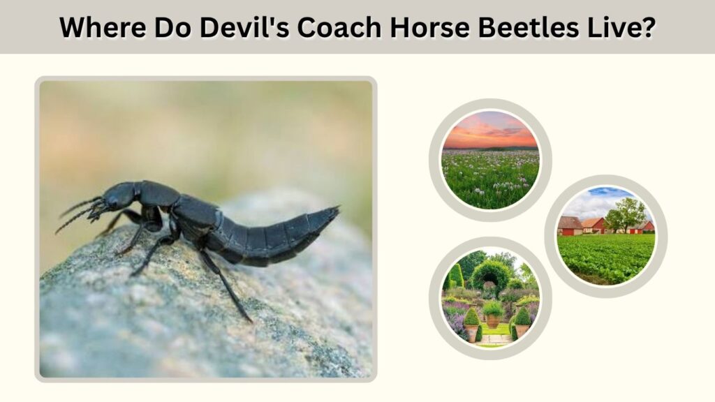 Where Do Devil's Coach Horse Beetles Live?