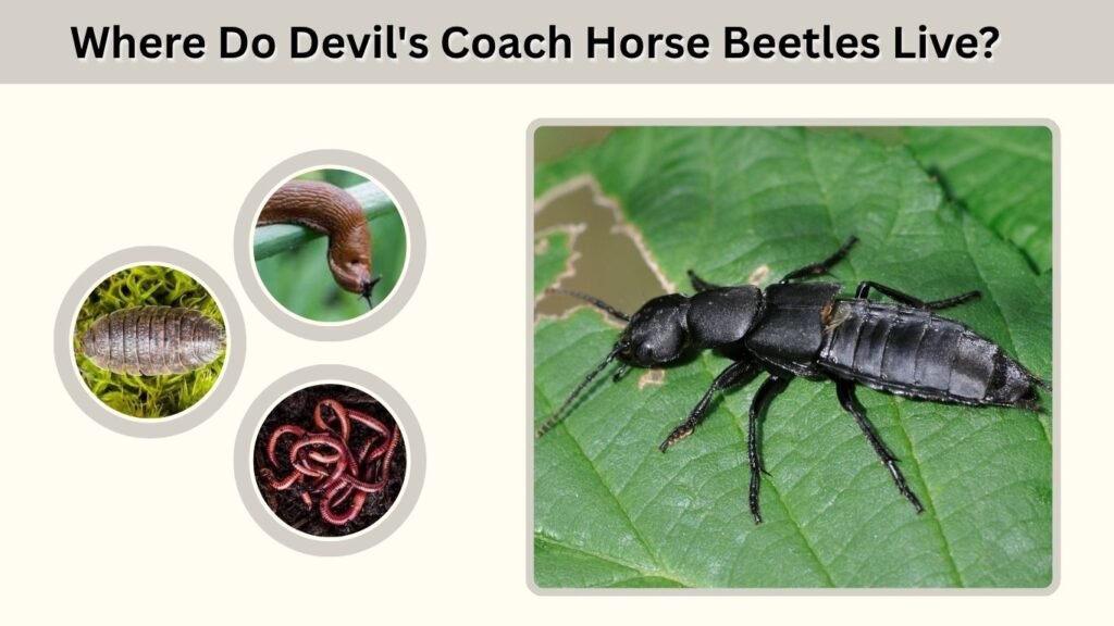 Where Do Devil's Coach Horse Beetles Live?