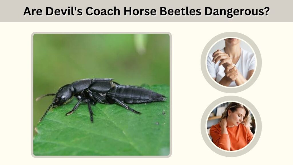 Are Devil's Coach Horse Beetles Dangerous?