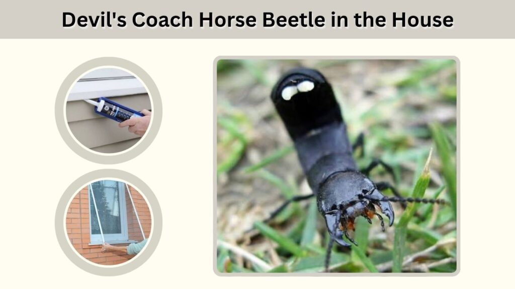 Devil's Coach Horse Beetle in the House