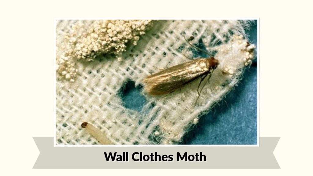 Wall Clothes Moth