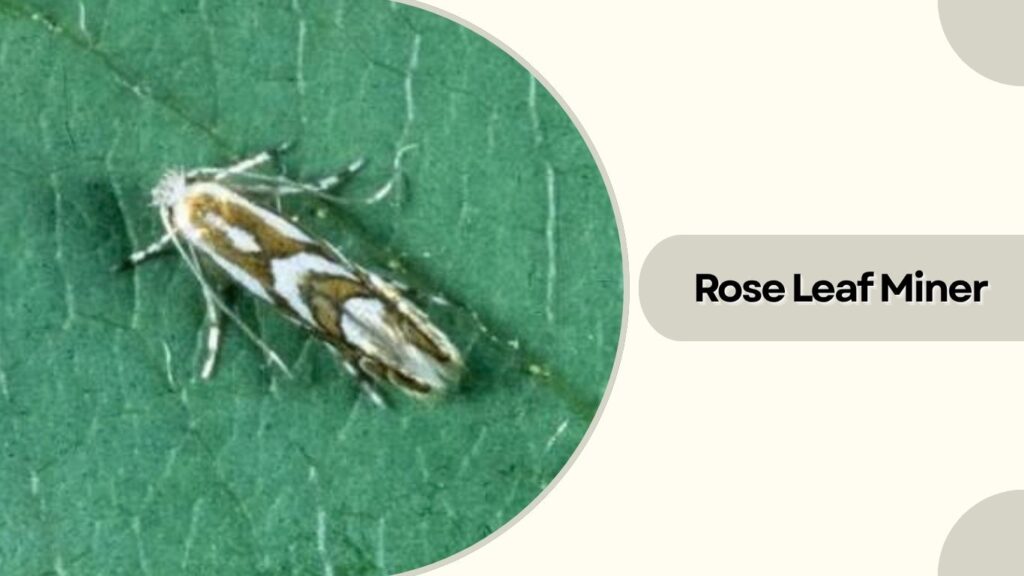 Rose Leaf Miner