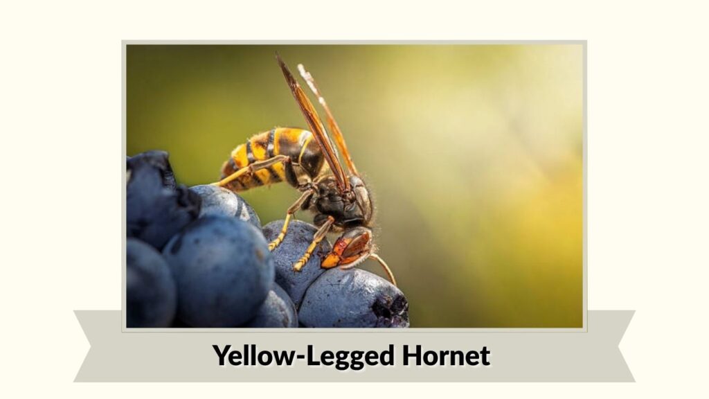Yellow-Legged Hornet