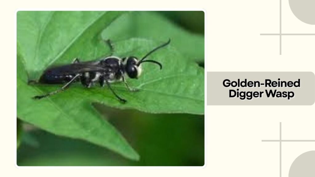Golden-Reined Digger Wasp