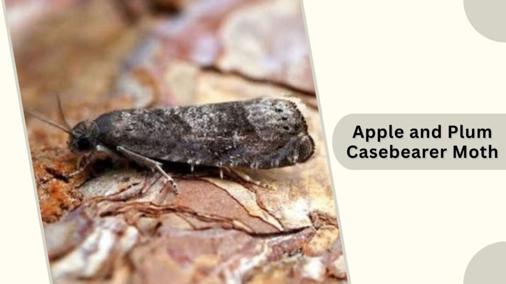  Apple and Plum Casebearer Moth