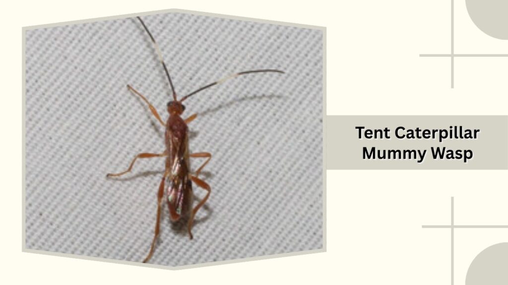  Tent Caterpillar Mummy Wasp