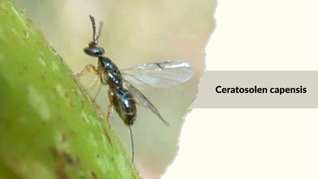 Ceratosolen capensis