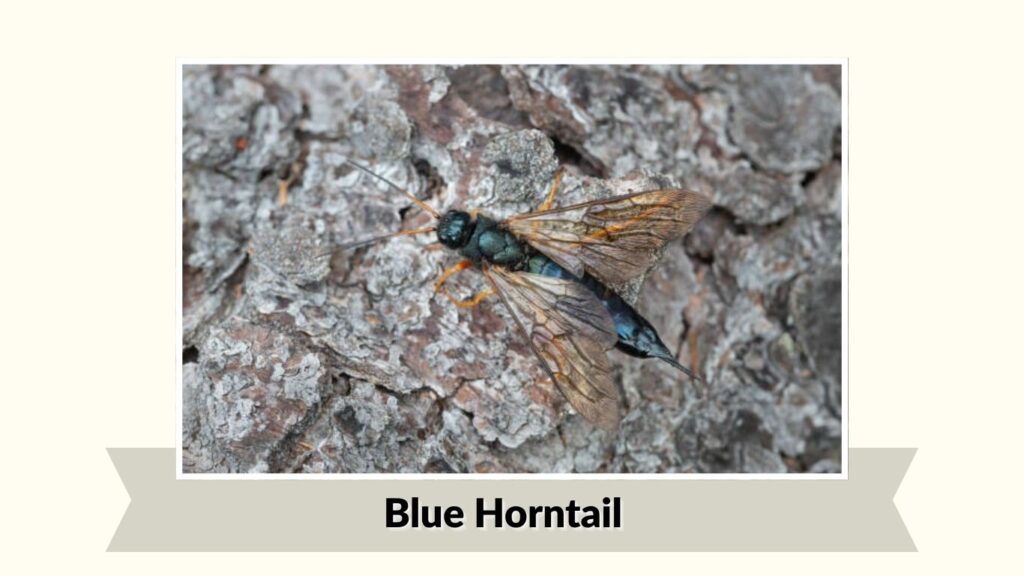 Blue Horntail