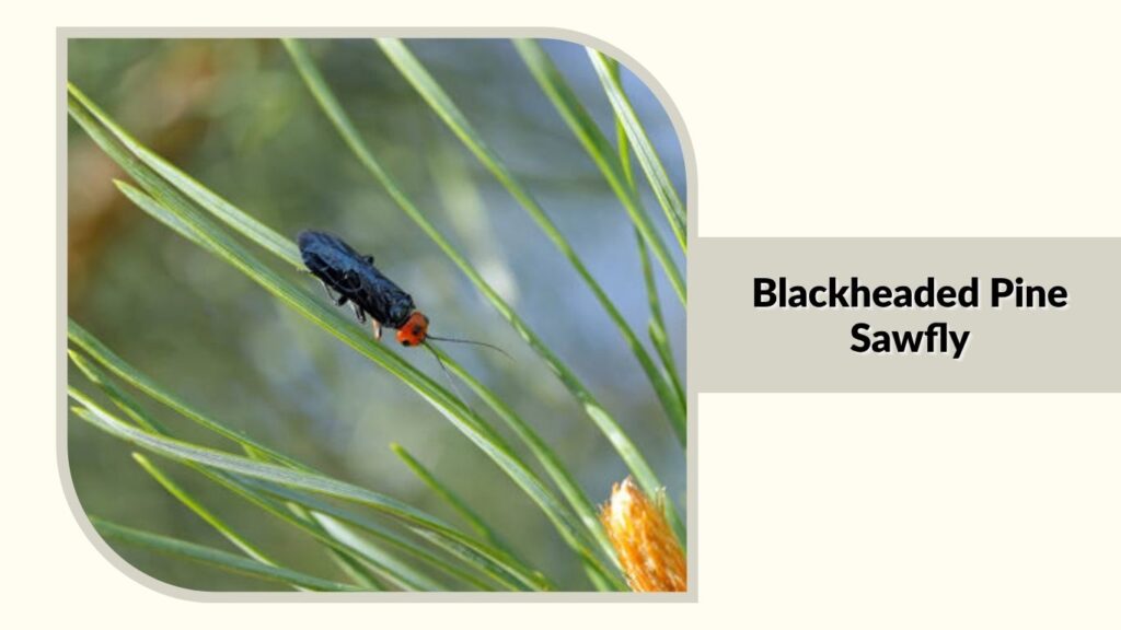  Blackheaded Pine Sawfly
